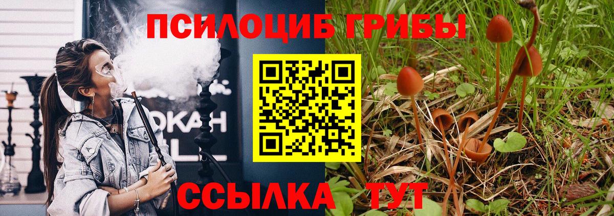Псилоцибиновые грибы Cubensis Буйнакск